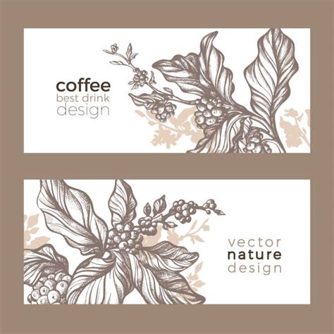 Download 1,100+ royalty free coffee plantation vector images. Drawing Of The Coffee Plantation Illustrations, Royalty ...
