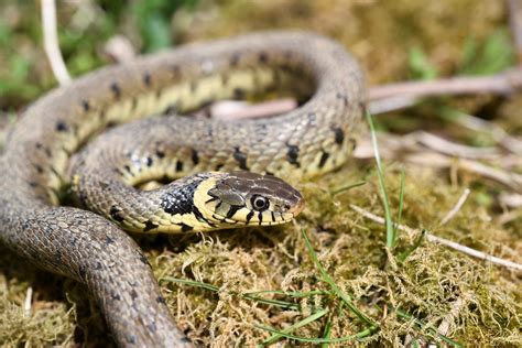 Barred Grass Snake Natrix Helvetica 1 Of 3 Fresh Out Of Flickr