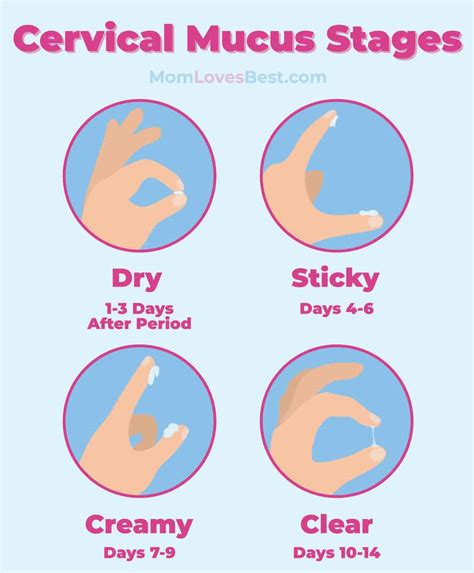 How To Check Cervical Mucus Glow Community