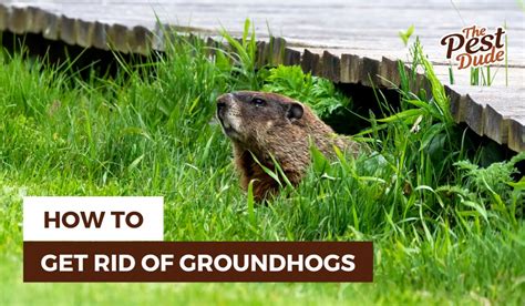 How To Get Rid Of Groundhogs 4 Effective Steps The Pest Dude