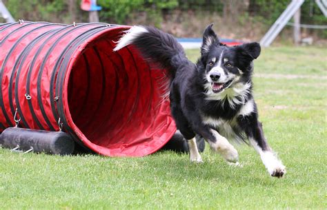 Can build agility training equipment fun fun fun!!! Diy Agility Tunnel Bags - Do It Your Self
