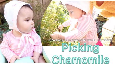 It is not good as it shadows the early symptoms and signs of your baby's health. PICKING CHAMOMILE | MOMMY & BABY GARDENING | HARVESTING ...