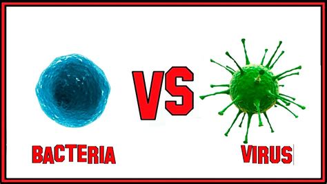 The Difference Between Bacteria And Virus Youtube