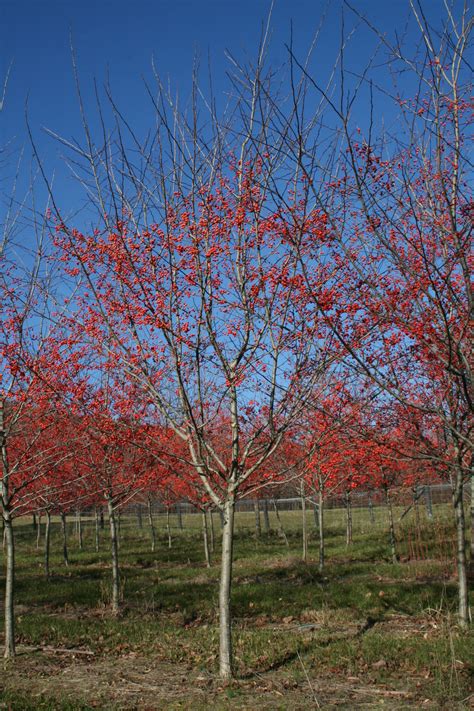 Hawthorn is the fruit of the similarly named hawthorn shrubs and trees. Shade tree - Winter King Hawthorn (Crataegus viridis 'Winter King') | Shade Tree Farm