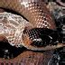 Por qué las serpientes cambian o mudan de piel POR QUÉ CÓMO Y DÓNDE