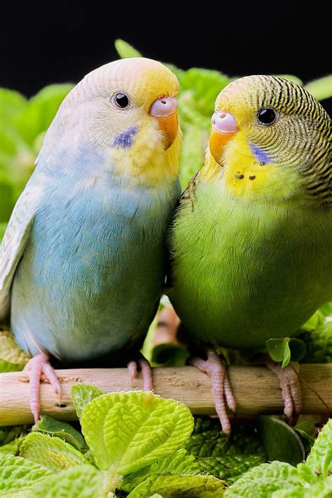 Kissing Budgies In 2021 Budgies Cute Birds Parakeet