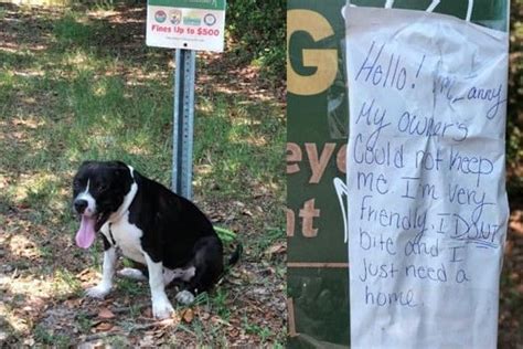 Abandoned Dog Found Tied To Post With Heartbreaking Note The