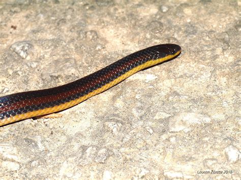 Chiapas Burrowing Snake Yellow Bellied Variant Project Noah
