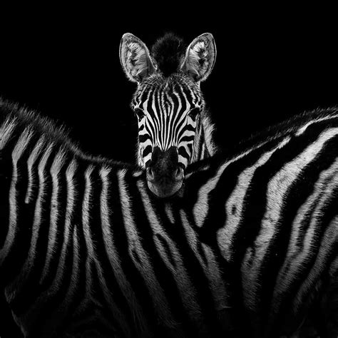 Black And White Animal Wallpaper