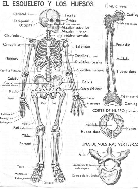 Esquema Del Esqueleto Humano ¡fotos And Guía 2024