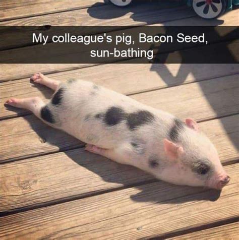 50 Funny Animal Snapchats Pictures Funnyfoto Cute Piglets Cute