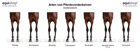 Körperbau Und äussere Also Die Anatomie Eines Pferdes Equishop Reitshop