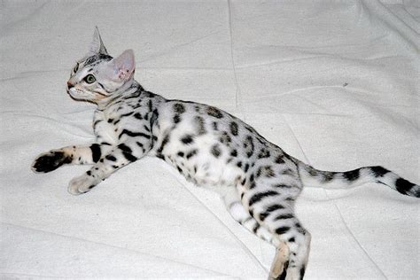 Find bengal in cats & kittens for rehoming | 🐱 find cats and kittens locally for sale or adoption in canada : Argento Tiger! | Bengal kitten, Bengal cat, White bengal cat