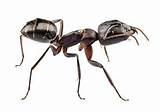 About Carpenter Ants