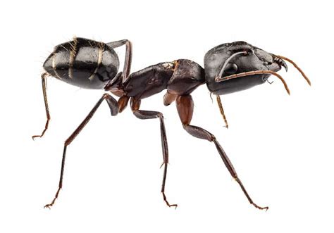 We did not find results for: Carpenter Ant Removal Service | Vancouver WA | Aspen Pest Control