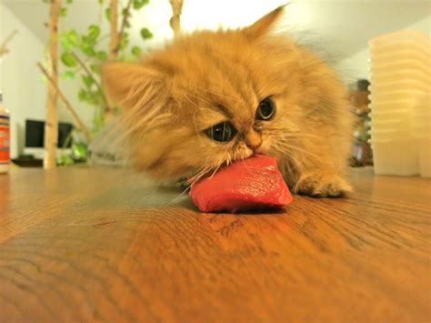 Please note that homemade raw cat food can have many positive health benefits, even for cats with medical conditions. Beef Raw Cat Food Recipe | Meow Lifestyle