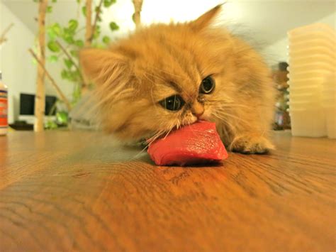 A raw food diet (rfd) usually includes raw muscle meat, organ meat and ground bones. Beef Raw Cat Food Recipe | Meow Lifestyle