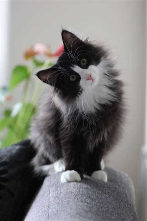 Curious Cat Warm Fuzzies Pinterest
