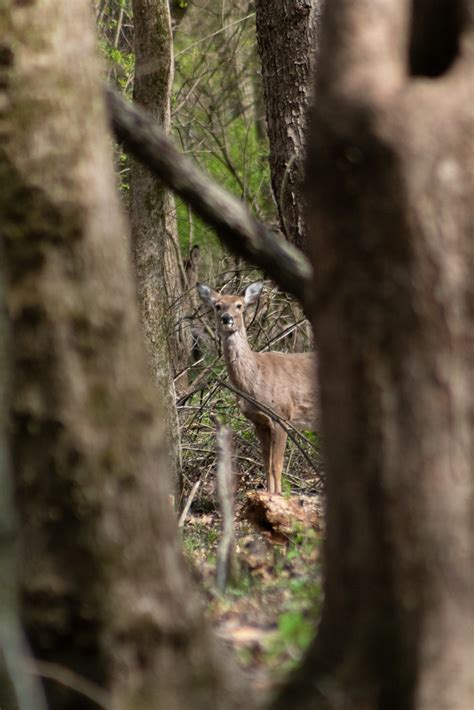 White Tailed Deer Odocoileus Virginianus Isaac M Flickr