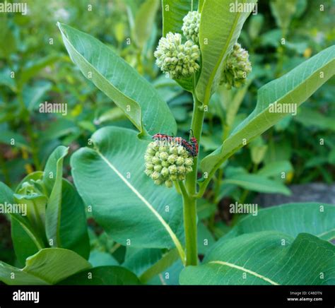Milkweed Hi Res Stock Photography And Images Alamy
