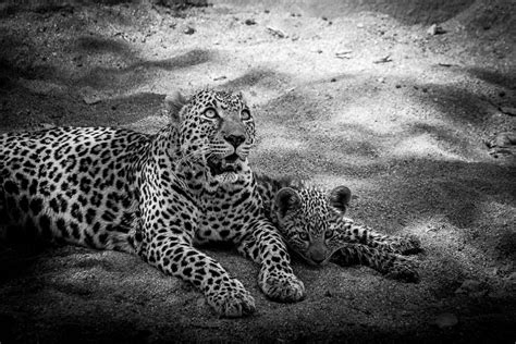 Monochrome Monday 19 Sabi Sabi Private Game Reserve Blog