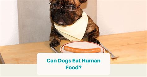 Can Dogs Eat Human Food People Food Is Not Recommended