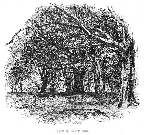 Engraving Of Forest Wikimedia Commons Forest New Forest Scenery