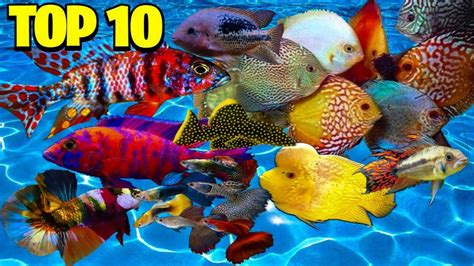 The Top 10 Ten Most Colorful Freshwater Fish In The Aquarium Hobby