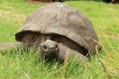Jonathan la plus vieille tortue et le plus vieux mammifère terrestre