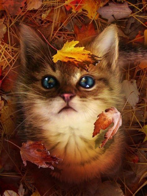 Cute Autumn Kitten Gorgeous Photo Im A Dork