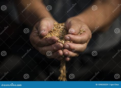 Grano Del Trigo En Las Manos 2018 Imagen De Archivo Imagen De Rural