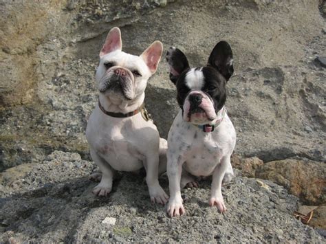 We have health tested french bulldog puppies for sale, 1 year health guarantee. Two French Bulldogs | Bird Brains & Dog Tales