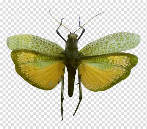 Butterfly Insect Grasshoppers Transparent Background Png Clipart My Xxx Hot Girl