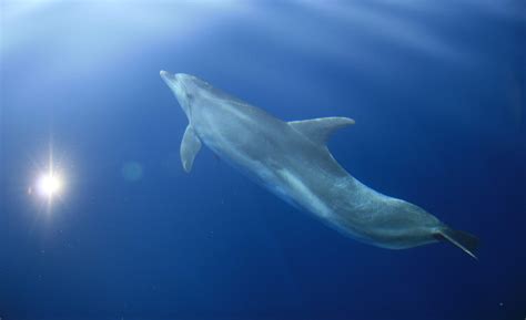 Cetaceans Blue World Institute