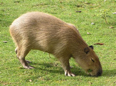The order is so huge that it had to be divided into suborders: Rants, Raves And Reality With A Side Of Caffeine: Capybara ...