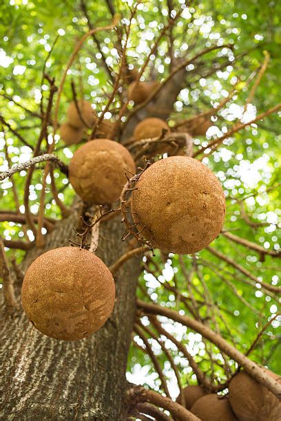 Brazil Nut Tree Stock Photos Pictures And Royalty Free Images Istock