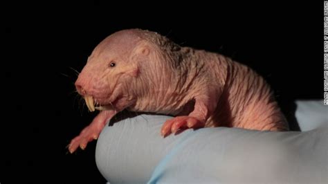 Naked Mole Rats The Mammal That Can Survive Without Oxygen Cnn