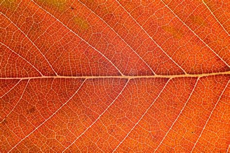 Autumn Leaf Macro Stock Image Image Of Vivid Decoration 11612431