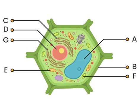Struktur Sel Tumbuhan Ciri Ciri Fungsi Dan Gambarnya Lengkap