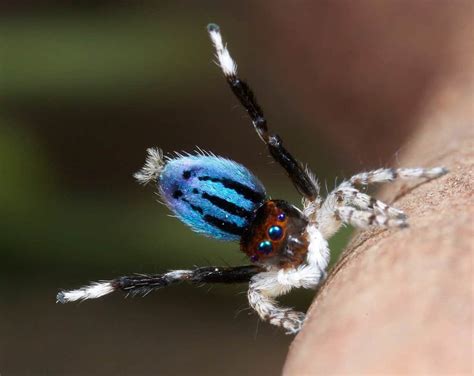 Introducing Australias Hidden Gem The Peacock Spider Australian Times