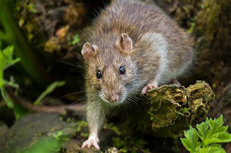 Un ejército al anochecer. La epopeya de las ratas.