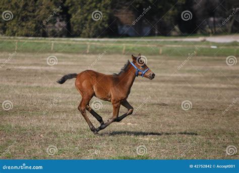 Beautiful Baby Horse Galloping In The Field Stock Photo Image Of
