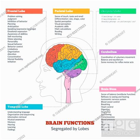 Guide To The Human Brain Anatomy And Human Brain Functions Segregated