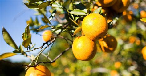 Citrus Decline Continues In Florida
