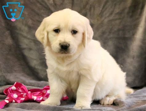 We raise the sweetest english cream golden retrievers around please visit our website at www.sweetheartgoldens.com for more. Muffin | Golden Retriever - English Cream Puppy For Sale ...