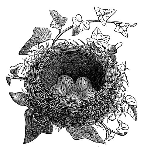 Vintage Clip Art Birds And Nest Engravings The