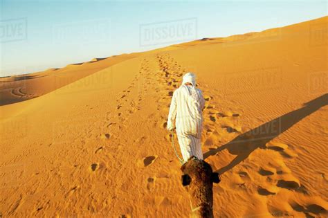 Person Walking In Desert With Camel Stock Photo Dissolve