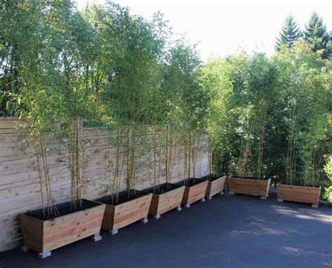 20 Astonishing Outdoor Privacy Screen Bamboo Ideas — Breakpr Bamboo