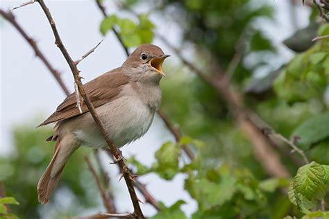 Nightingale Bird Identification Guide Bird Spot