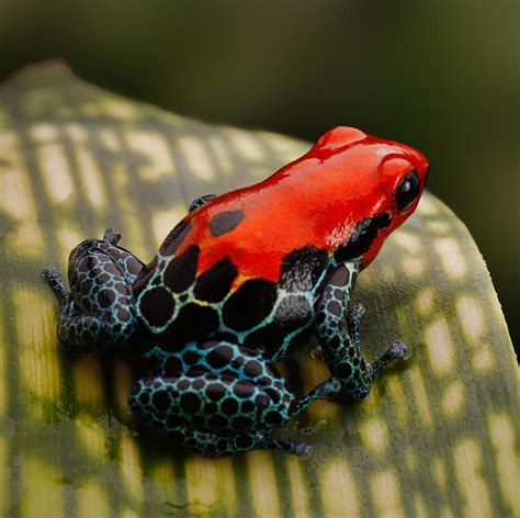 Red Poison Dart Frogs